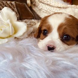 Cavalier King Charles Spaniel Puppies from Sunset Valley Cavaliers