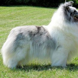 Shetland Sheepdog All Grown Up from Odyssey Shetland Sheepdogs