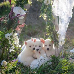 French Bulldogs and Siberian Huskies from EvergreenEliteKennel