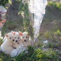 French Bulldogs and Siberian Huskies from EvergreenEliteKennel