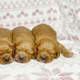 Cavalier King Charles Spaniel and Cavapoo Puppies from Red Skye Cavaliers and Cavapoos