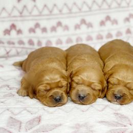 Cavalier King Charles Spaniel and Cavapoo Puppies from Red Skye Cavaliers and Cavapoos