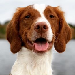 Brittanys and Golden Retrievers from Our Golden Adventures