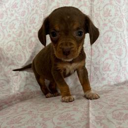 Girl 4 - Brown female Beagle puppy in Galax, Virginia from Dells  Dachshund’s
