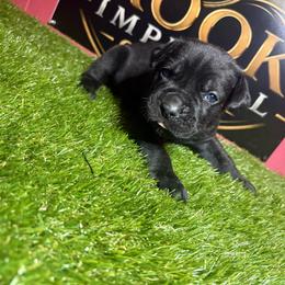 Green girl - Black brindle female Cane Corso puppy in Saluda, South Carolina from Brooks Imperial Corso