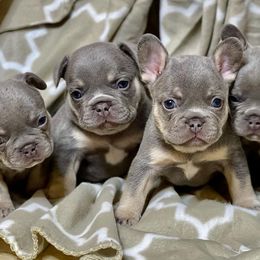 French Bulldogs from Aidsa’s Adorable Puppies