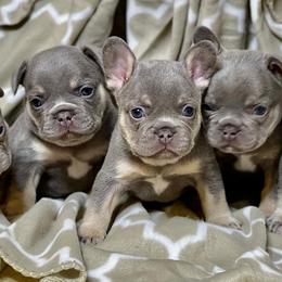 French Bulldogs from Aidsa’s Adorable Puppies