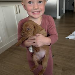 Vizsla Puppies from Firestone Vizslas