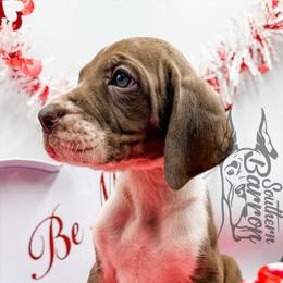 Rush - Chocolate and white female Great Dane puppy in Prairieville, Louisiana from Southern Barron Danes & Dachshunds