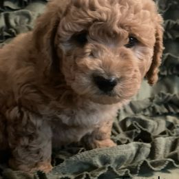Goldendoodle Puppies from Doodle Paradise