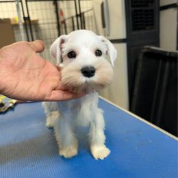 White Boy - White male Miniature Schnauzer puppy in Springdale, Arkansas from Rc Kennels