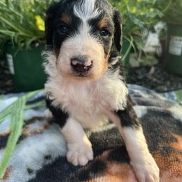 Bernedoodle Puppies from East Coast Bernedoodles