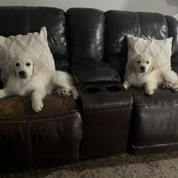 Golden Retriever Puppies from Wise-Taylor Goldens