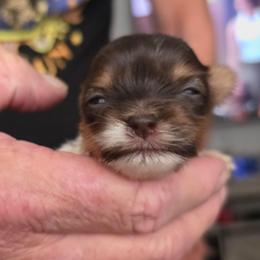 Girly - Chocolate, tan and white female Yorkshire Terrier puppy in Bucyrus, Ohio from Dyer's Beauties