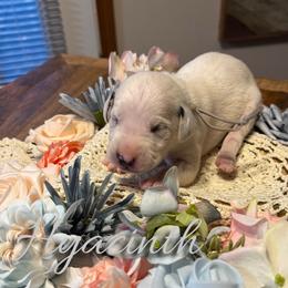 Hyacinth - White and black female Dalmatian puppy in Mount Vernon, Missouri from Spots & Spirals
