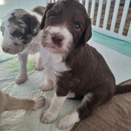 Aussiedoodle and Miniature Australian Shepherd Puppies from Aussies Acre