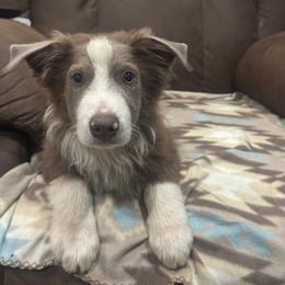 Yogi - Yellow male Miniature Australian Shepherd puppy in Berryville, Arkansas from 2Lazy2P Mini Aussies