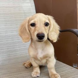 Dachshund Puppies from Sugarbakers Kennel