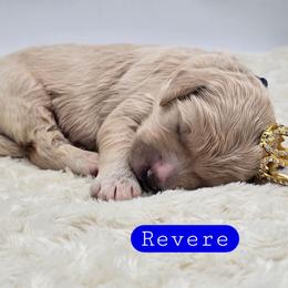 Revere - Apricot male Goldendoodle puppy in Neillsville, Wisconsin from Granton Creek