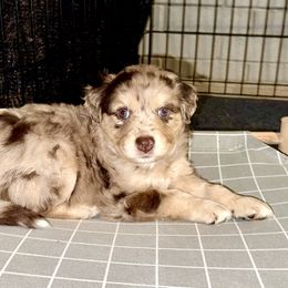 Golden Retriever and Miniature Australian Shepherd Puppies from Raised Right Pups