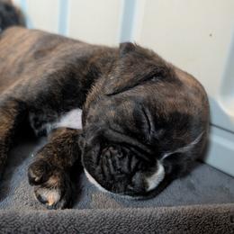 Rocco - Brindle male Boxer puppy in Wellington, Ohio from Brinkhaven Boxers