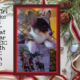 Pembroke Welsh Corgi Puppies from Broken Arrow Corgis