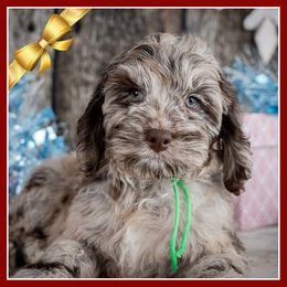 Colby - Brown white and tan male Cockapoo puppy in Connersville, Indiana from Deaz Doodle Ranch