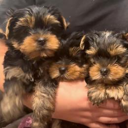 Loki - Black and gold male Yorkshire Terrier puppy in Antelope, California from Yorkie Family Home