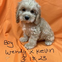 Cockapoo, Cocker Spaniel, and Poodle Puppies from Camic Cockapoos