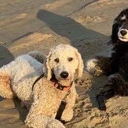 Aussiedoodles, Poodles, and Sheepadoodles from Moore Doodles and Poodles