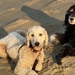 Aussiedoodles, Poodles, and Sheepadoodles from Moore Doodles and Poodles
