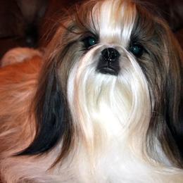 Shih Tzus from Nor~Lea Puppies