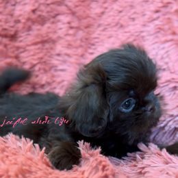 Shih Tzu Puppies from Joiful Shih Tzu