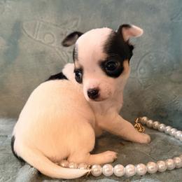 Anna (runt) charting at 3 pound grown - Black and white female Chihuahua puppy in Seneca, Missouri from Stephanie’s Puppy Colony