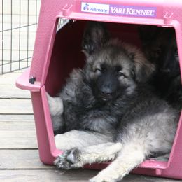 Shiloh Shepherd Puppies from Solace Shilohs