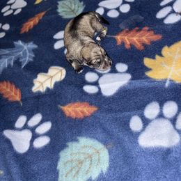 Versace - Salt and pepper female Miniature Schnauzer puppy in Perris, California from P1 Family Canines