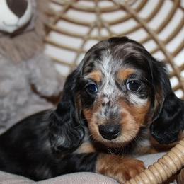 Girl 1 - Blue and tan female Dachshund puppy in Craig, Colorado from Rocky Mountain Shih Tzus and Dry Creek Miniature Dachshunds