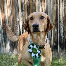 Keeley - Labrador Retriever