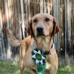 Keeley - Labrador Retriever