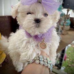 Velvet - White female Bichon Frise puppy in Upland, California from Prime Paradise Kennel