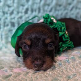 Green Male 3 - Black and tan male Dachshund puppy in Battle Ground, Washington from Ferguson's Bulldogs