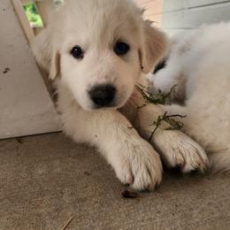 Boy 5 - male Great Pyrenees puppy in Kennewick, Washington from Sara's Great Pyrenees