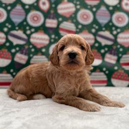 Piper - Cream female Goldendoodle puppy in Fayetteville, Arkansas from Mountain Grove Doodles