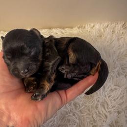 Amor - Black and tan male Cavapoo puppy in Knoxville, Tennessee from Adventure Doodles Club