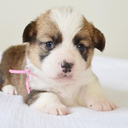 Pembroke Welsh Corgi Puppies from Farm Charm Corgis