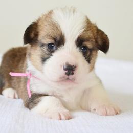 Pembroke Welsh Corgi Puppies from Farm Charm Corgis