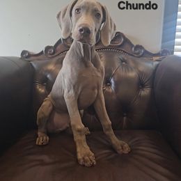 Weimaraner Puppies from So-IN Weimaraner's