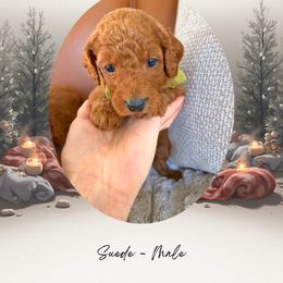 Suede - Red  male Goldendoodle puppy in Canton, Georgia from Teddy Puppies