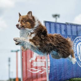 Australian Shepherds from Forevr Farm Australian Shepherds