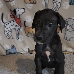 Jodie - Black female Great Dane puppy in Walker, Louisiana from La Rebel Danes